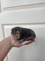 Nestje Siberische katten!, Meerdere dieren, Gechipt, 0 tot 2 jaar