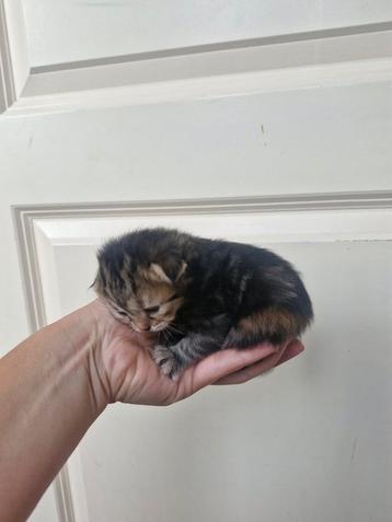 Nestje Siberische katten! beschikbaar voor biedingen