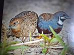 Gezocht: chinese dwergkwartel hennetje natuurbroed, Dieren en Toebehoren, Vogels | Overige Vogels, Vrouwelijk