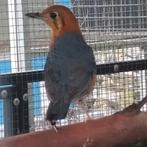 Dama lijsters, Meerdere dieren, Geringd