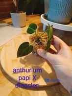 Anthurium Papi X Dressleri, Overige soorten, In pot, Minder dan 100 cm, Groene kamerplant