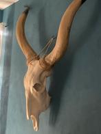 Grote buffel, Verzamelen, Dierenverzamelingen, Ophalen, Zo goed als nieuw, Schedel