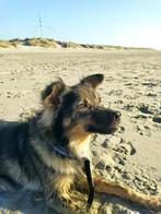Wij zoeken een thuis voor een hond!, Dieren en Toebehoren, Honden | Niet-rashonden, 6 jaar of ouder, Particulier, Reu, Buitenland