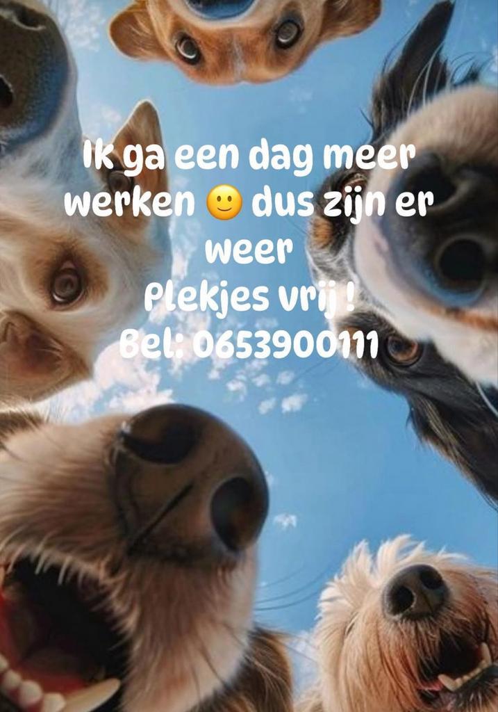 Trimsalon de knipschuur Carin in heemskerk, Diensten en Vakmensen, Dieren | Honden | Verzorging, Oppas en Les, Trimmen of Verzorging
