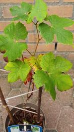 Druivenplant, Tuin en Terras, Planten | Fruitbomen, Ophalen