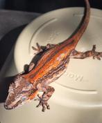 Velrode Nakweek gargoyle gekko, Dieren en Toebehoren, Hagedis