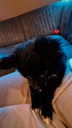 pomeranian x chihuahua, Dieren en Toebehoren, Honden | Chihuahua's en Gezelschapshonden, 15 weken tot 1 jaar, Overige rassen, Teef