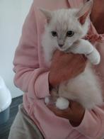Ragdoll kitten uit geteste ouders!, Dieren en Toebehoren, Katten en Kittens | Raskatten | Langhaar, Meerdere dieren, Gechipt