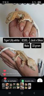 1.0 Tiger lilly White wimpergekko NK 2024, Dieren en Toebehoren, Reptielen en Amfibieën, Hagedis, Tam, 0 tot 2 jaar