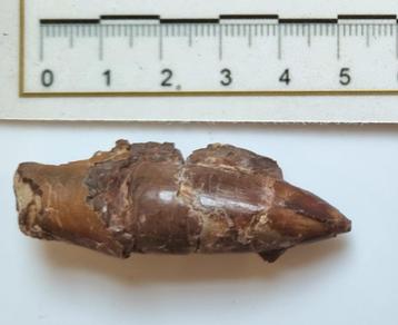 Pliosaurus zeereptiel zeemonster tand Goulmima Marokko beschikbaar voor biedingen