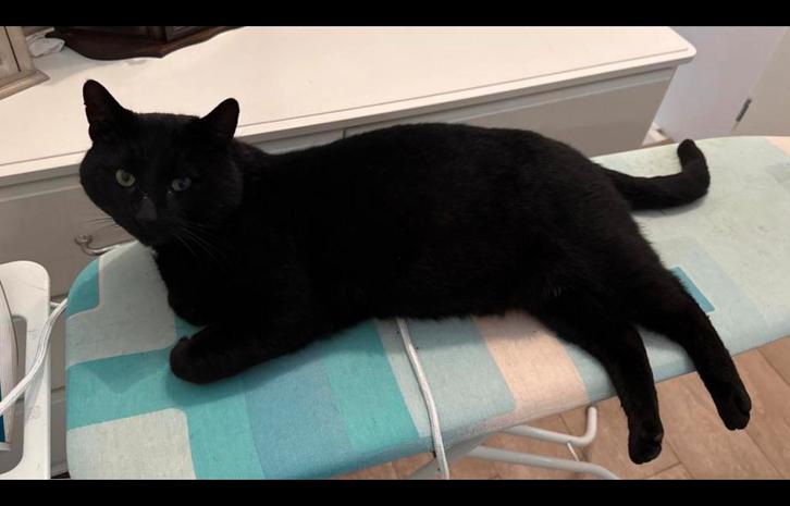 Lieve maar eigenzinnige kater Cees zoekt nieuw huisje, Dieren en Toebehoren, Katten en Kittens | Overige Katten, Kater