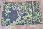 Chimpansee - WNF - Wereld Natuur Fonds, Verzenden, 1960 tot 1980, Ongelopen, Vogel