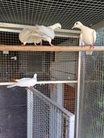 3 tortelduiven[ 2vrouwen 1man ], Dieren en Toebehoren, Vogels | Duiven, Meerdere dieren, Tortelduif