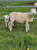 Ryeland ooi met lam, Dieren en Toebehoren, Schapen, Geiten en Varkens, Schaap, Vrouwelijk