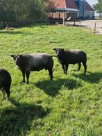 1 overjarige Blauwe texelaar rammen te koop, Dieren en Toebehoren, Schapen, Geiten en Varkens, Mannelijk, Schaap, 0 tot 2 jaar