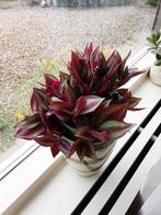 Binnen plant met paarse bladeren, Tuin en Terras, Planten | Tuinplanten, Ophalen, Zomer, Overige soorten, Volle zon