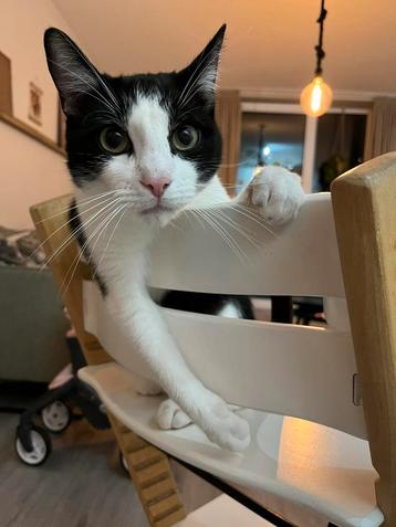 Kater zoekt nieuw thuis beschikbaar voor biedingen
