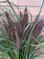 PENNISETUM MOUDRY MET KLUIT(70st)., Tuin en Terras, Planten | Tuinplanten, Ophalen, Volle zon, Vaste plant, Siergrassen