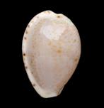 Schelpen: Cypraea declivis 21mm (Gem) - Australië, Ophalen of Verzenden, Schelp(en)