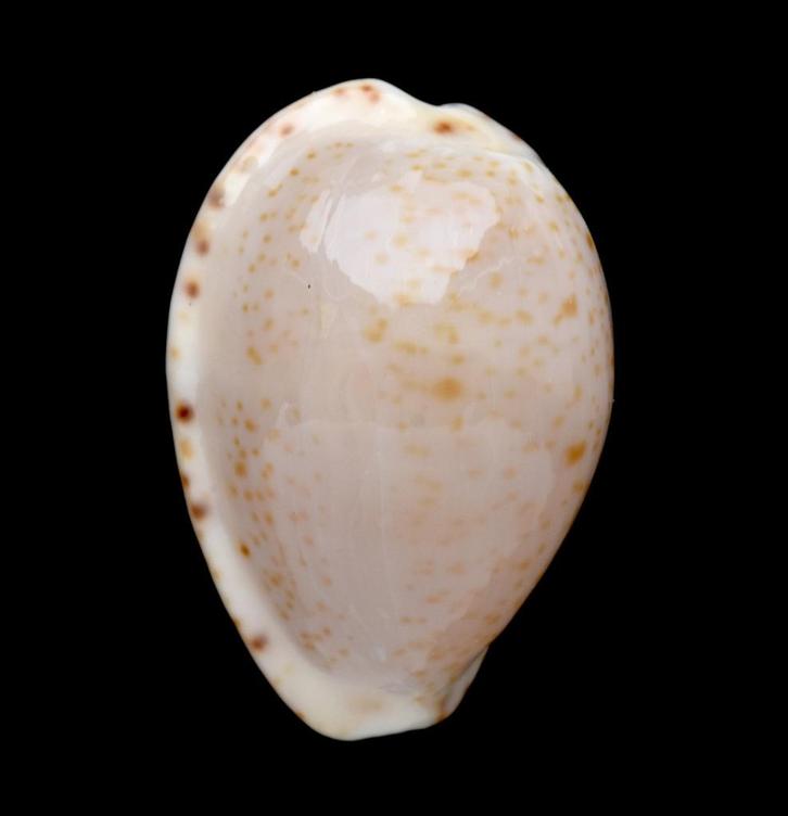 Schelpen: Cypraea declivis 21mm (Gem) - Australië, Verzamelen, Mineralen en Fossielen, Schelp(en), Ophalen of Verzenden