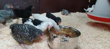 Legkip kuikens te koop.  hennen beschikbaar voor biedingen