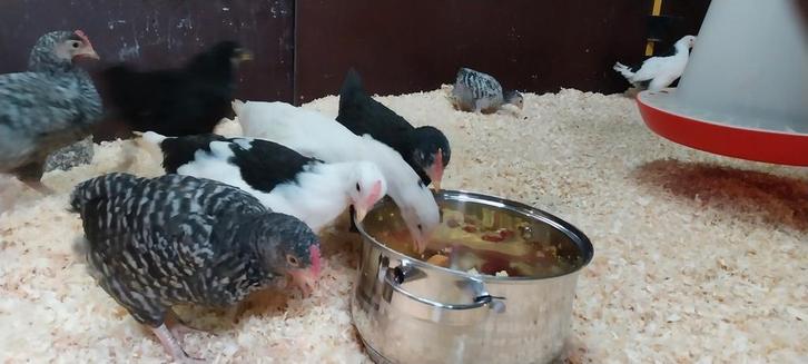 Legkip kuikens te koop.  hennen, Dieren en Toebehoren, Pluimvee, Kip