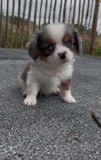 Prachtige Cavalier King Charles Spaniel x Pomeriaan puppy’s, Dieren en Toebehoren, CDV (hondenziekte), 8 tot 15 weken, Meerdere
