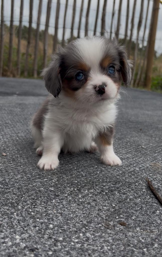 Prachtige Cavalier King Charles Spaniel x Pomeriaan puppy’s, Dieren en Toebehoren, Honden | Retrievers, Spaniëls en Waterhonden