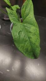 Mottled Syngonium, Huis en Inrichting, Kamerplanten, Overige soorten, Minder dan 100 cm, Groene kamerplant, Halfschaduw