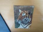 Tijger, Verzamelen, Ansichtkaarten | Dieren, Verzenden, Ongelopen, Wild dier