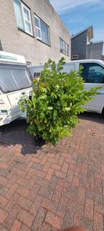 Laurierplant 1.80m - gratis, Bloeit niet, Overige soorten, 100 tot 250 cm, Ophalen