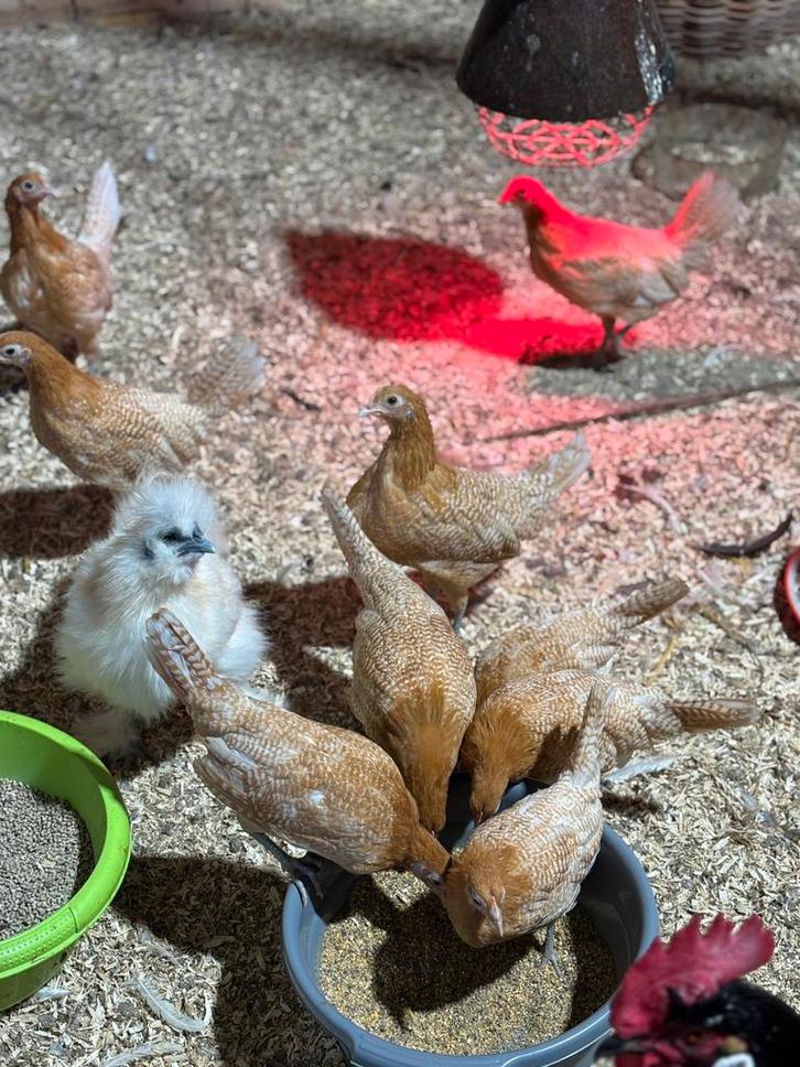 Friese hoentjes te koop, Dieren en Toebehoren, Pluimvee, Kip, Meerdere dieren