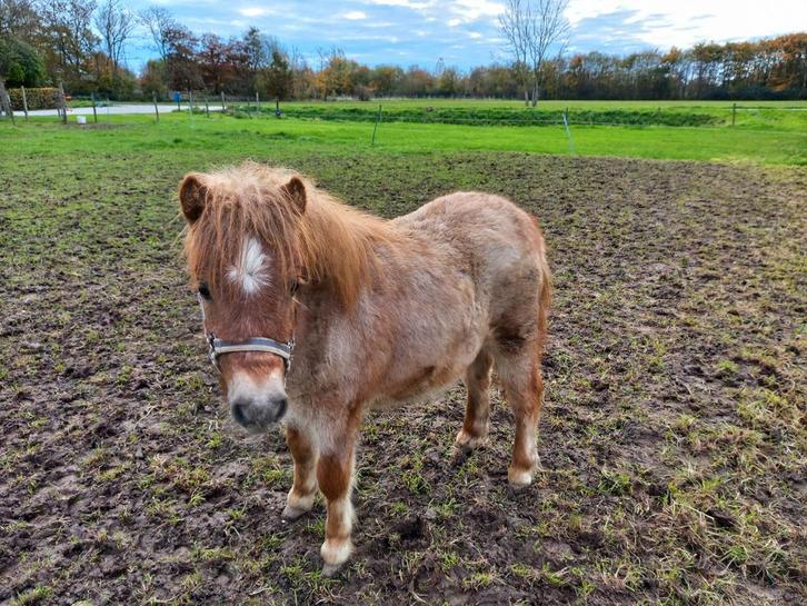 Shetlander hengst te koop, Dieren en Toebehoren, Paarden en Pony's | Dekhengsten en Fokmerries, Hengst