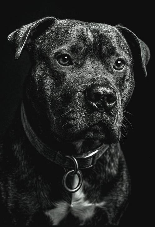 Forever home gezocht voor Kruising Amerikaanse Bull, Dieren en Toebehoren, Honden | Bulldogs, Pinschers en Molossers, Reu, Bulldog
