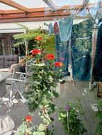Geranium, groeit op stam, Ophalen of Verzenden, Zomer, Overige soorten, Volle zon