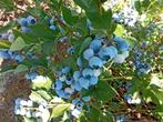 Biologische blauwe bessen, lekker voor jam, Diversen, Ophalen