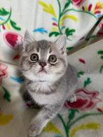 Britse Korthaar Kittens, Dieren en Toebehoren, Katten en Kittens | Raskatten | Korthaar, Meerdere dieren, Ontwormd, 0 tot 2 jaar