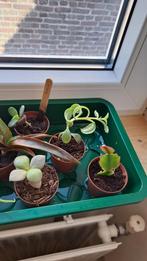 Stekje Mother of Thousands, Ophalen, Halfschaduw, Minder dan 100 cm