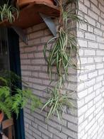 Gratis stekjes ophalen van Graslelie of Citroengeranium, Ophalen, Kunststof, Minder dan 30 cm, Rond