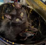 Kittens zwart poesje, Dieren en Toebehoren, Katten en Kittens | Overige Katten, Poes, Kortharig, 0 tot 2 jaar