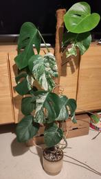 Prachtige Monstera variegata (naam: Hans), Ophalen, Overige soorten, Halfschaduw, 100 tot 150 cm