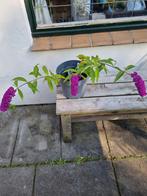 Buddleja Royal red, Ophalen, Zomer, Overige soorten, Volle zon