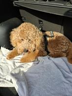 Ollie zoekt een nieuw fijn huisje, Dieren en Toebehoren, 1 tot 2 jaar, Eén hond, Nederland, Particulier