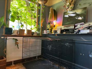 Bench hond (groot) beschikbaar voor biedingen