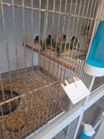 Goulds, Dieren en Toebehoren, Vogels | Overige Vogels, Meerdere dieren, Tropenvogel