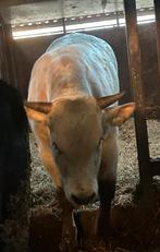 Te koop Marchigiana stier, Dieren en Toebehoren, Stalling en Weidegang