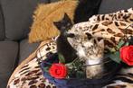 Maine coon kittens Black Tabby beschikbaar, vader stamboom!, Dieren en Toebehoren, Meerdere dieren, 0 tot 2 jaar, Ontwormd