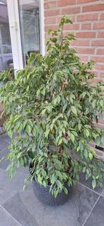 Ficus benjamina, prachtige kamerplant, Huis en Inrichting, Ophalen, Ficus, 100 tot 150 cm, Halfschaduw