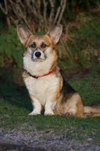 Gezocht een welsh corgi pembroke dekreu, Ophalen of Verzenden