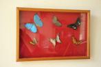 Taxidermie opgezette vlinders, Ophalen of Verzenden, Gebruikt, Insect, Opgezet dier